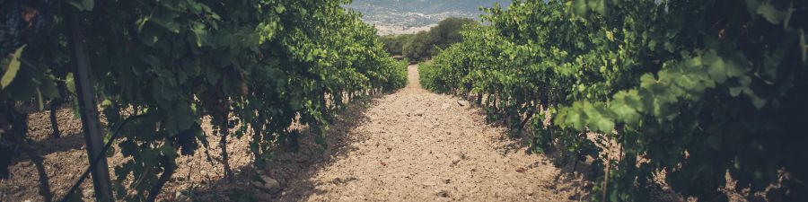 Alla ricerca del vino più raro