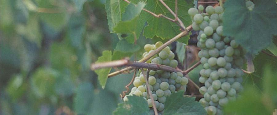 I profumi della Falanghina