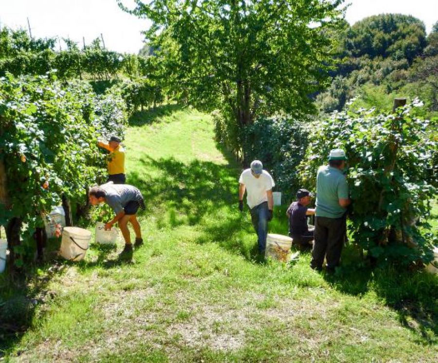 Nel vigneto nulla viene lasciato al caso