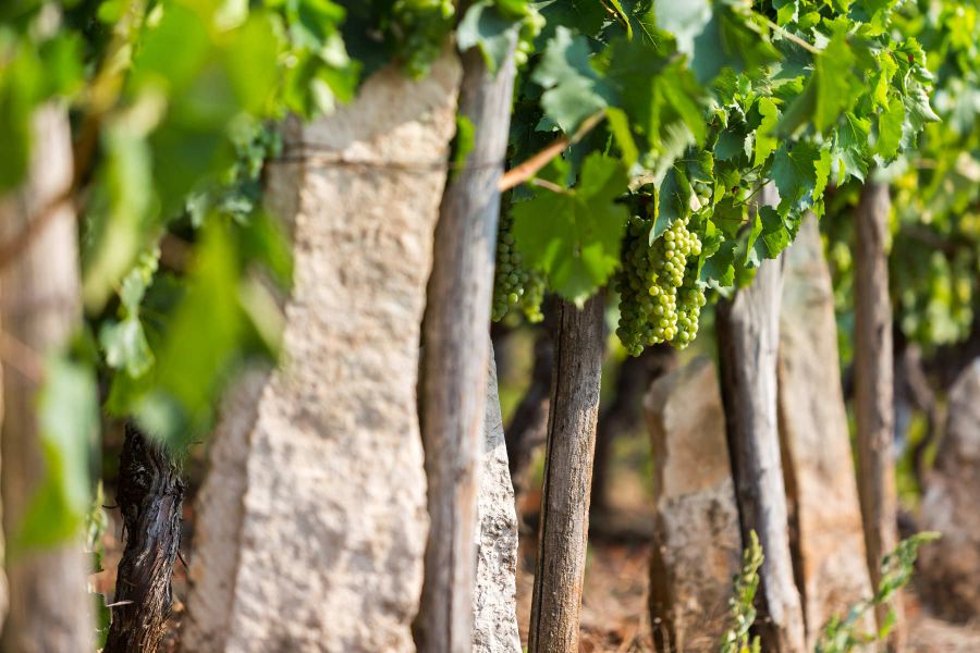 170 anni di vino e olio