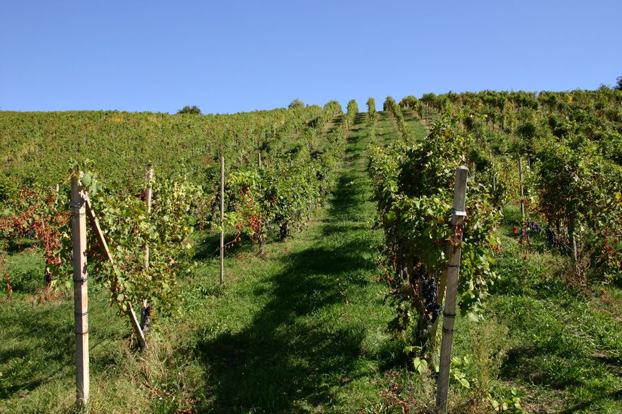 Le Città del Vino festeggiano i 50 anni delle Doc Ghemme Boca, Fara e Sizzano della provincia di Novara
