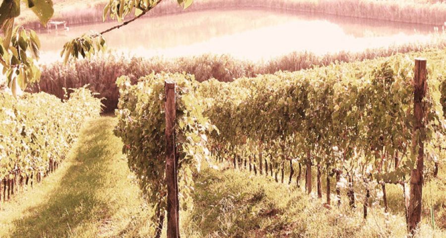 Cresce il consumo di vini biodinamici in Italia