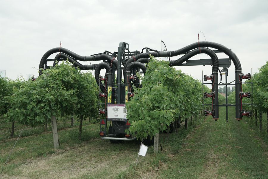 Enovitis in Campo 2019