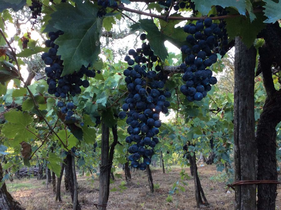 Grintoso e fruttato: ecco l'Aglianico 2017