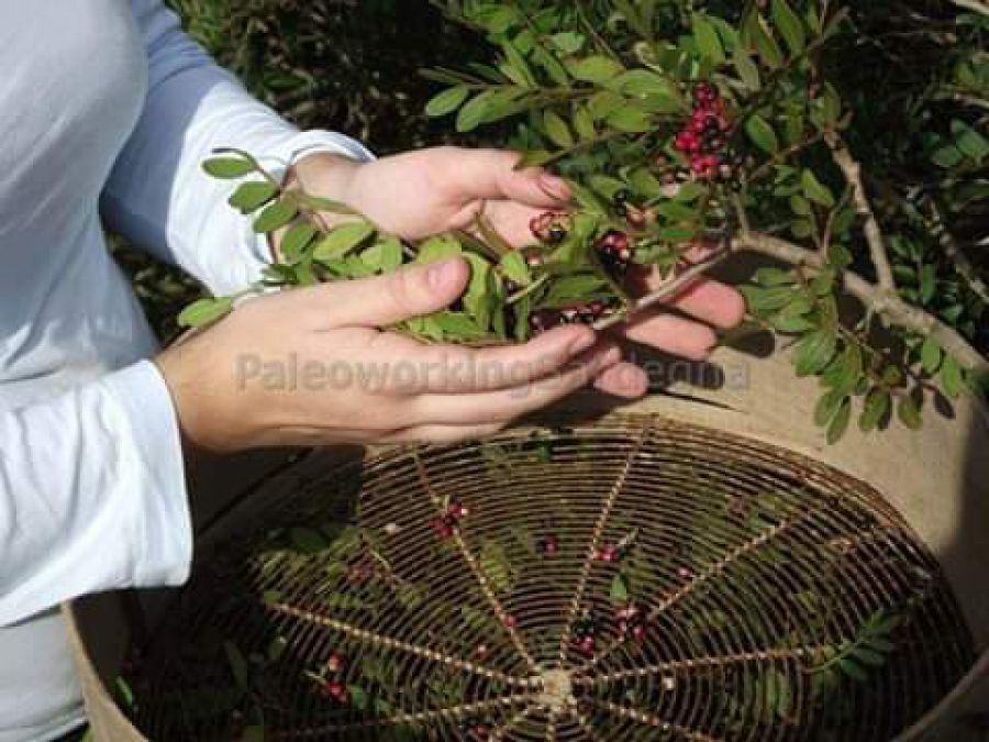 L’Olio di Lentisco, dal passato al futuro