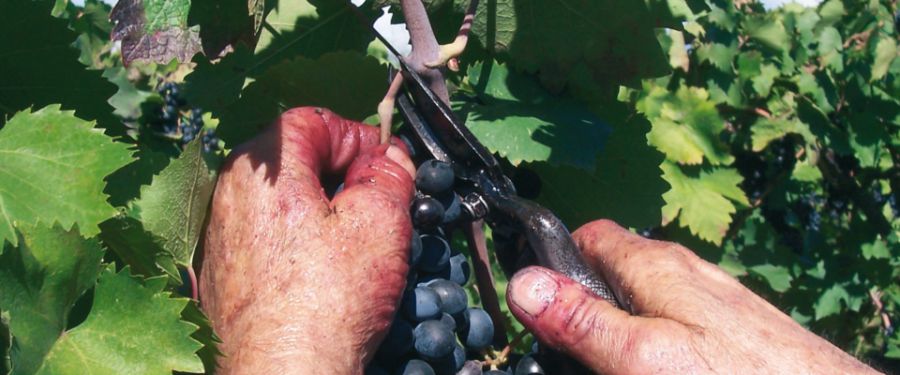 L'Aglianico che ricorda il mondo greco
