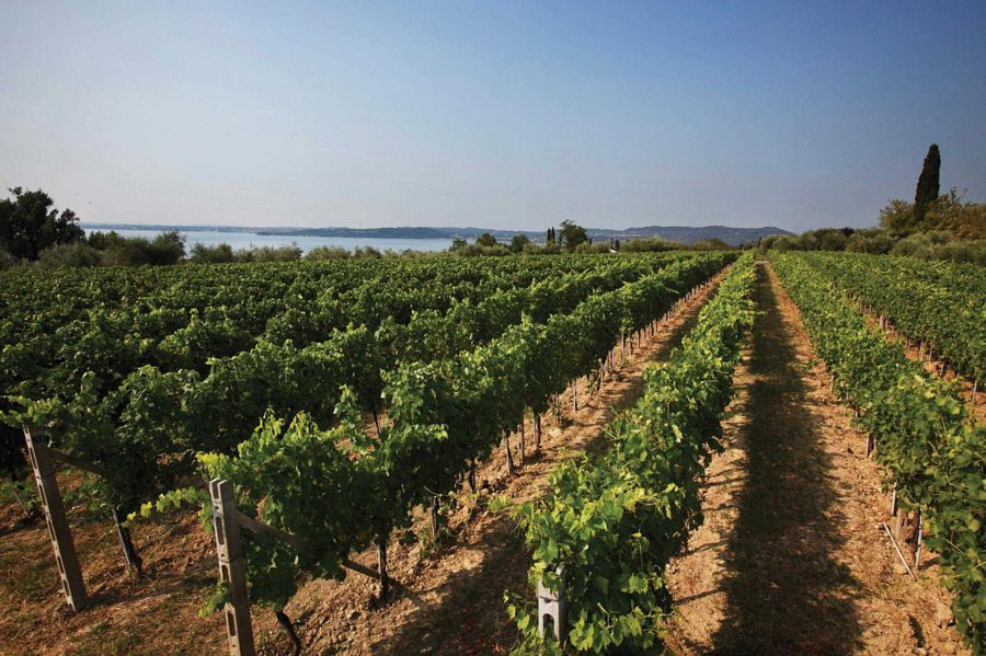 Il Lugana Doc in degustazione alla London Wine Fair