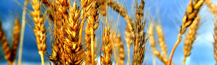 Giovani e agricoltura, indagine di Nomisma