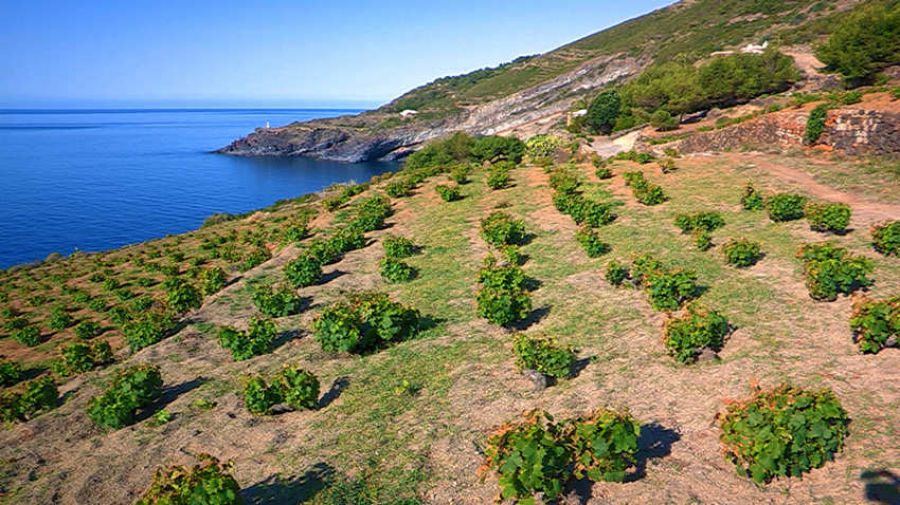 Pantelleria: più tutela e promozione per affrontare il mercato