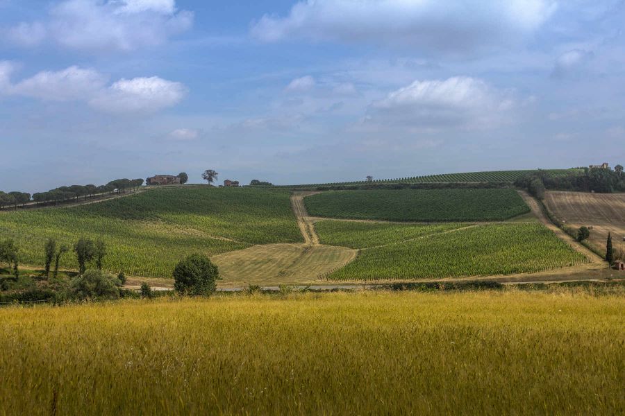 Enovitis in campo nel cuore del Nobile