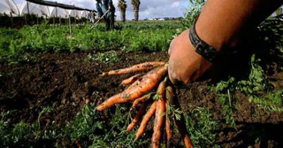 Decreto agricoltura sociale