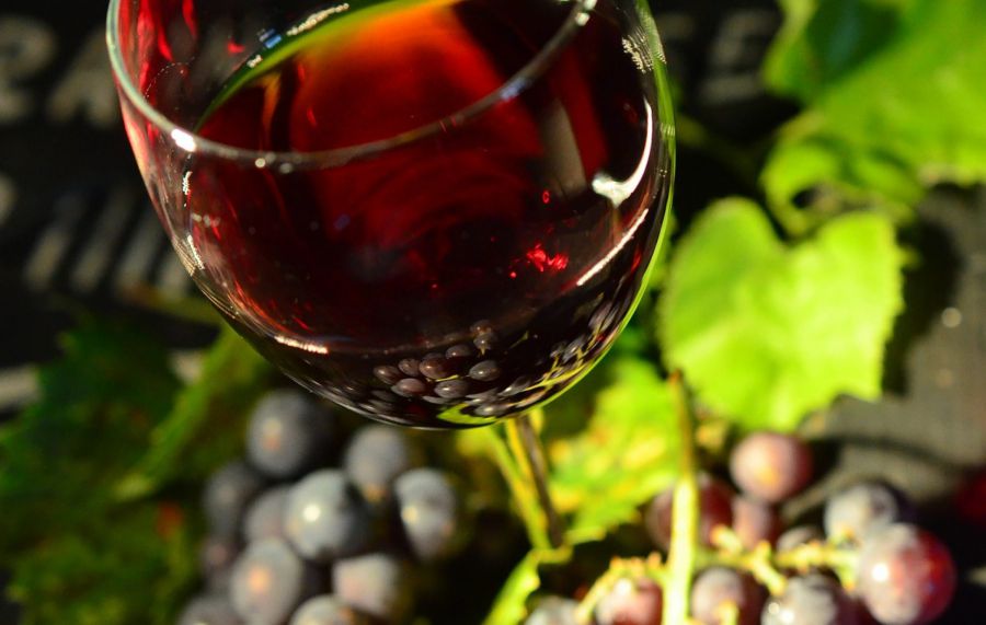 Vendemmia nel Veneto in ritardo