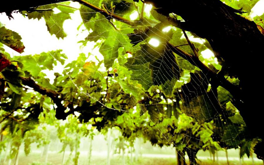 Bollicine green per l’estate