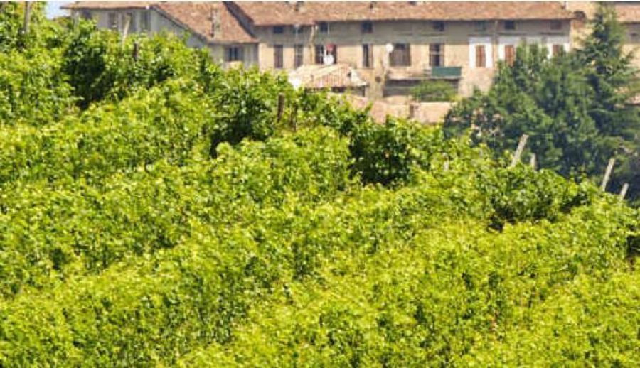 Vino e farfalle nell’Oltrepo’Pavese