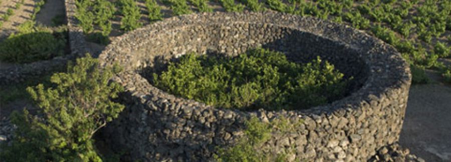 L'Alberello di Pantelleria è patrimonio dell'umanità tutelato dall'Unesco