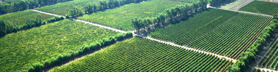 Pegno rotativo anche per il vino