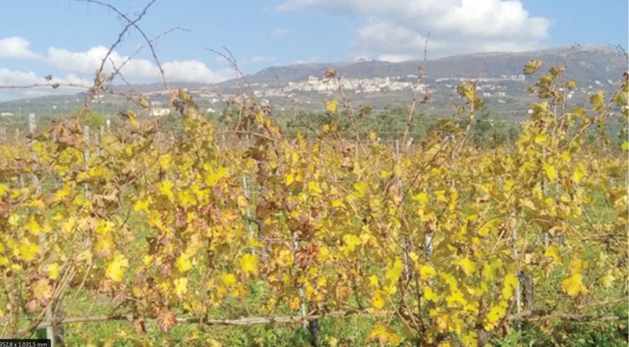 Quando beviamo un vino ne beviamo il territorio