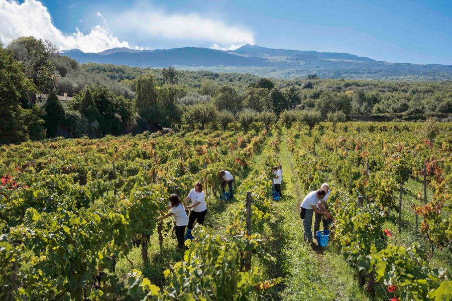 Alla scoperta del vino dell’Etna