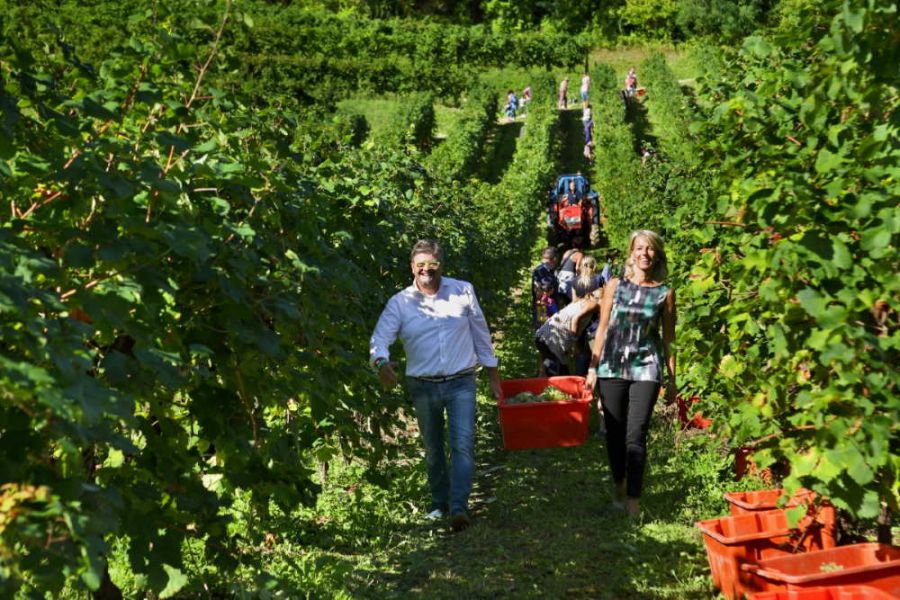 A Le Manzane si vendemmia per la SLA