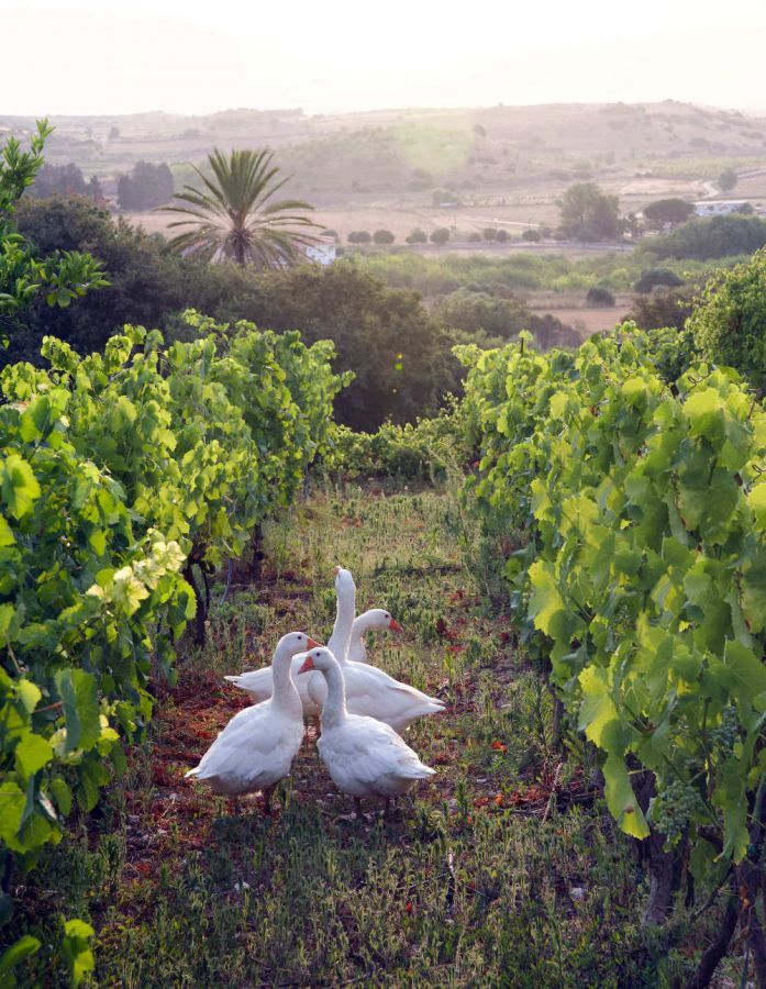 Dalla Sardegna con amore
