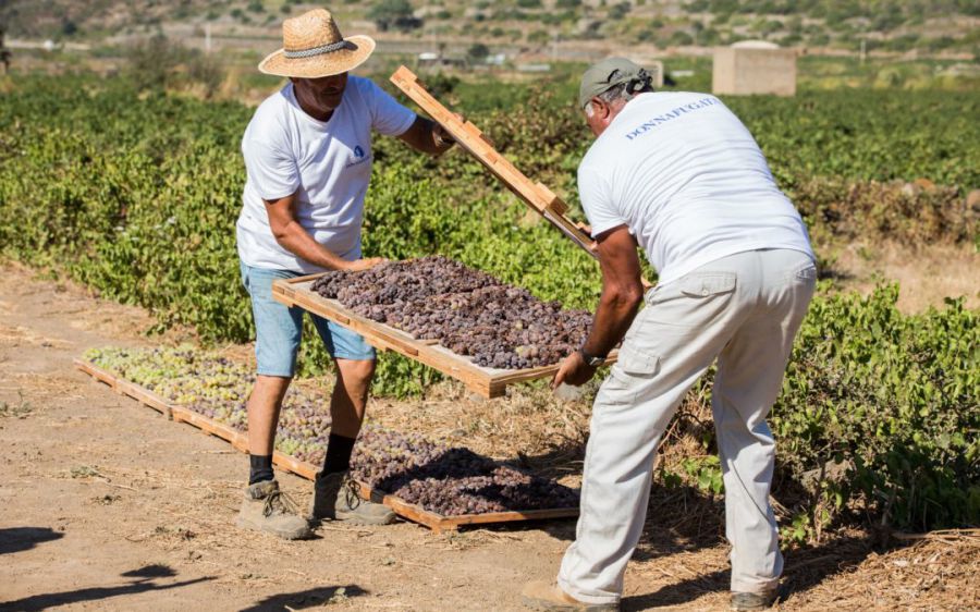 La vendemmia al Pantelleria DOC Festival