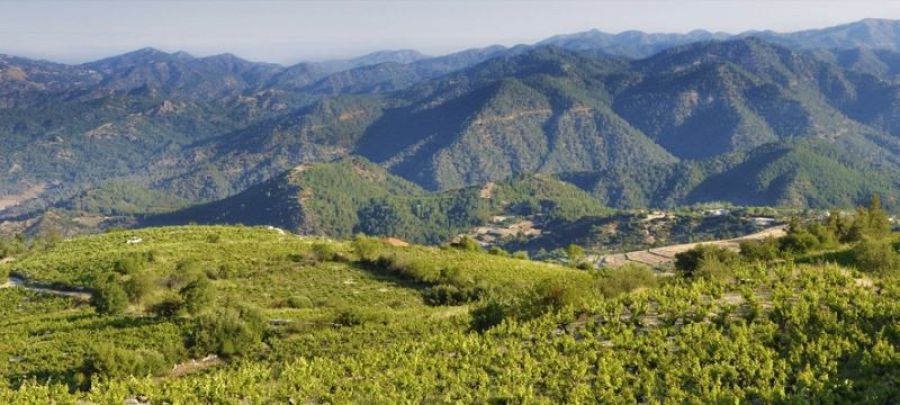 Pafos entra negli Itinerari della Vite e del Vino