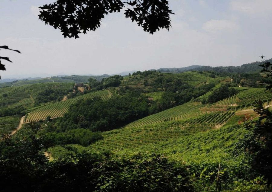 L’anima country di The Grand Wine Tour