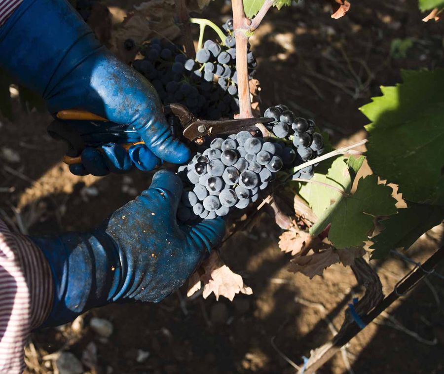Vendemmia Primitivo: bassa resa ma di ottima qualità
