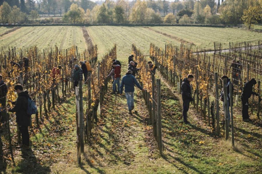 11° anno Scuola Italiana di Potatura della Vite
