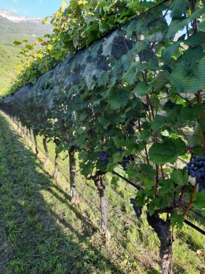 Isera. La Vigna Eccellente è di Franco Galvagni