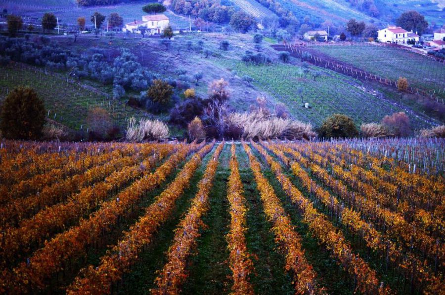 Sannio Falanghina 2019 presenta lo Statuto del Paesaggio Rurale