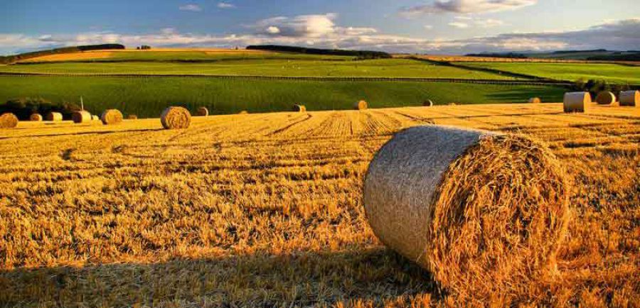 Mipaaf: approvato il piano Agricoltura 2.0