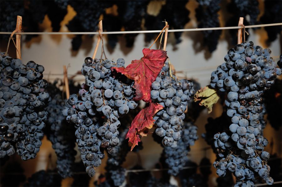 Vernaccia: Appassimenti Aperti a Serrapetrona