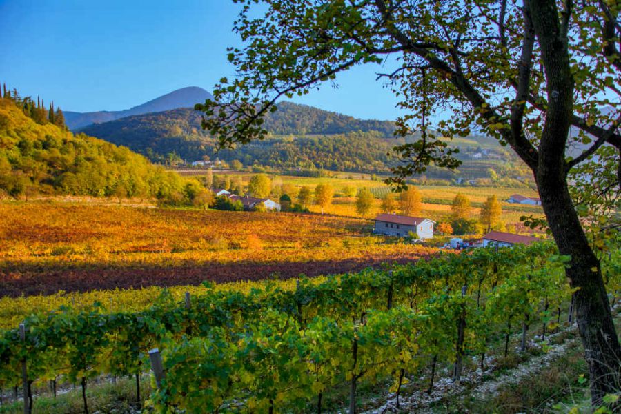 Azienda Agricola Veronese