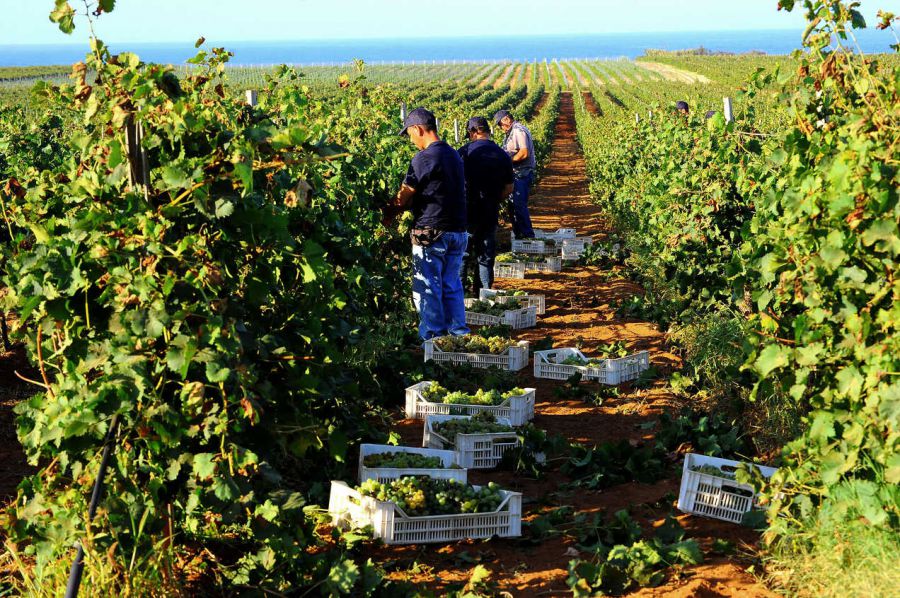 Sicilia: più qualità per la vendemmia 2019
