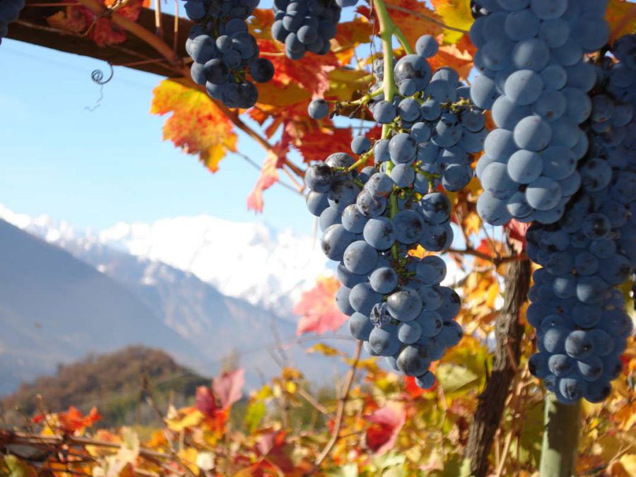 I vini tra valli e castelli