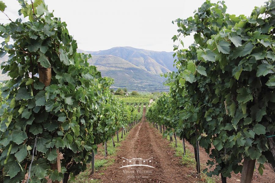 La grinta dei vini biologici