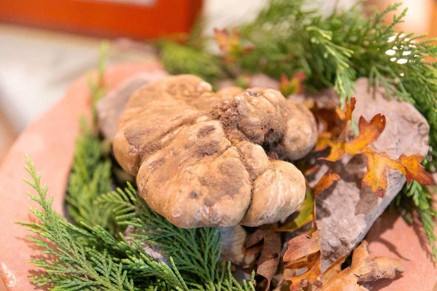 “Un Tartufo per la Pace 2019” va alla Croce Rossa Italiana