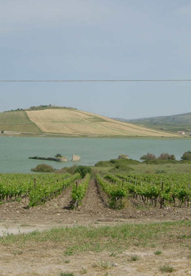La Viticoltura italiana è nata in Sicilia