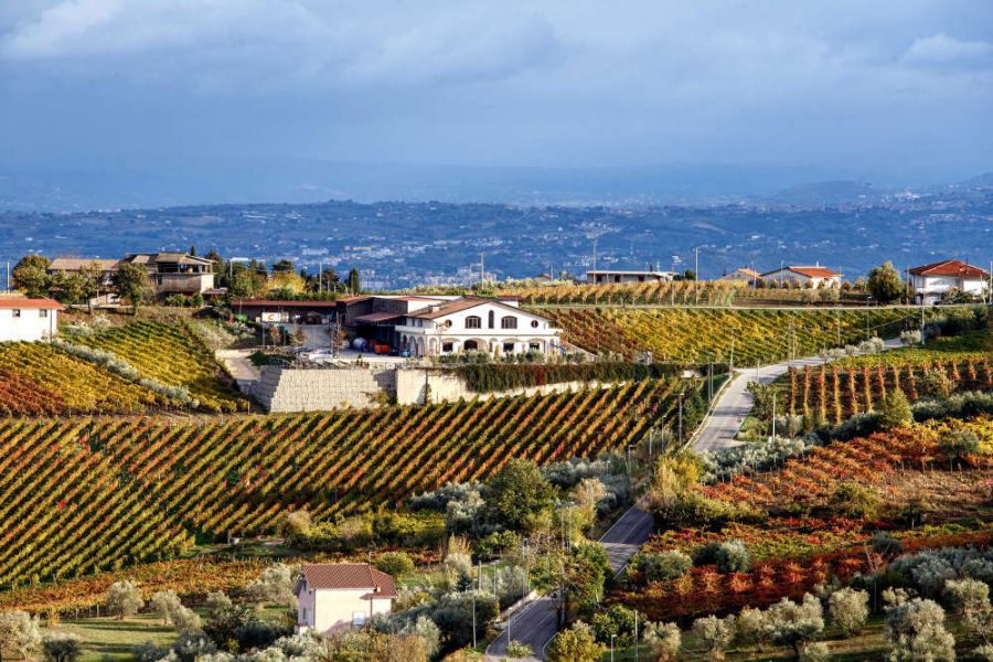 Un secolo di passione per il vino