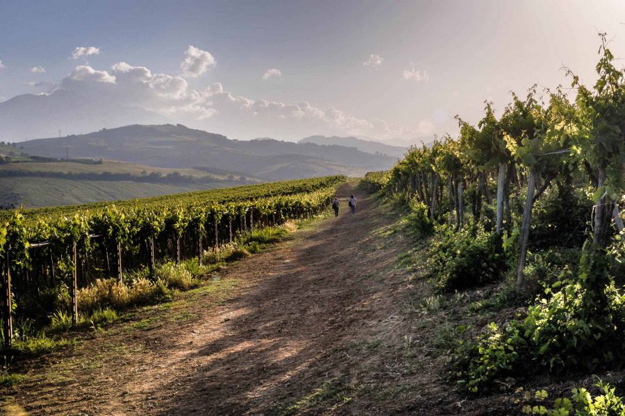 I vini abruzzesi crescono in Italia e all'estero