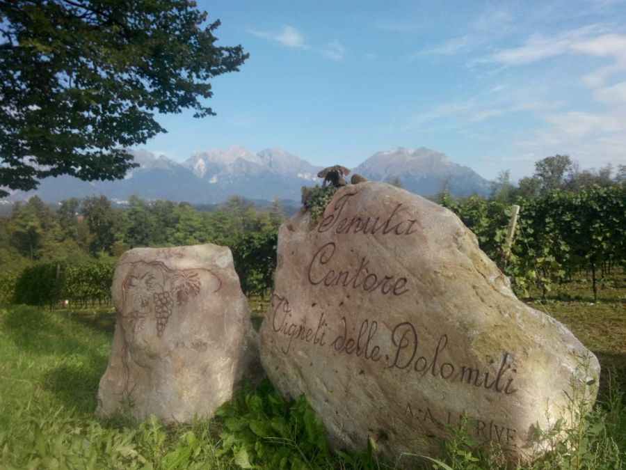 L’abbraccio dei vigneti ai pendii del Montello