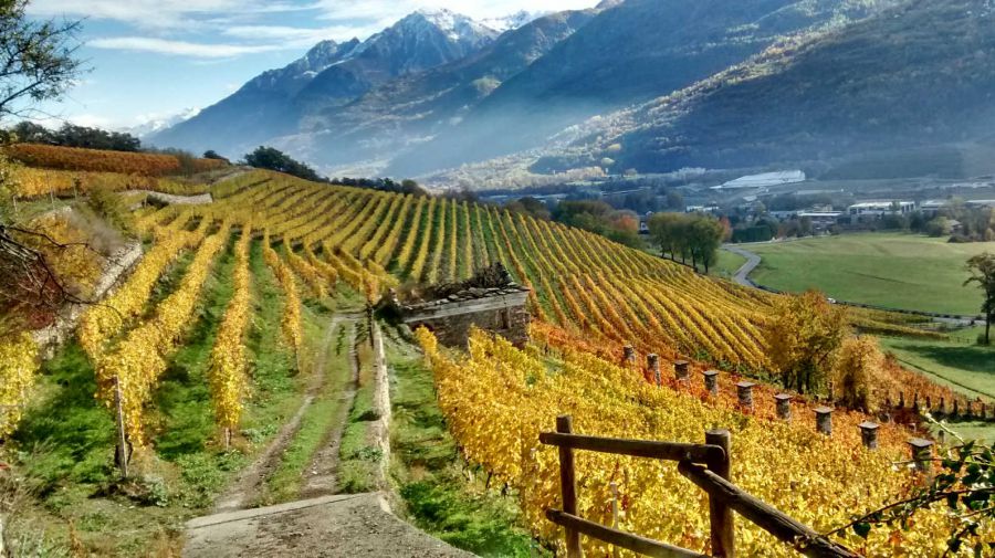 Vini Biologici in Valle d’Aosta