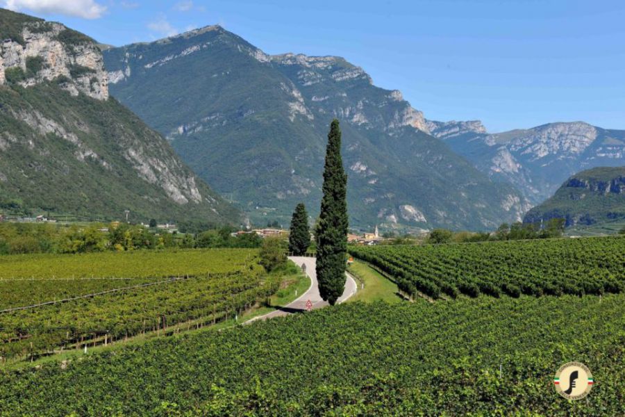 Pinot Grigio delle Venezie tra le doc piu' performanti d’Italia