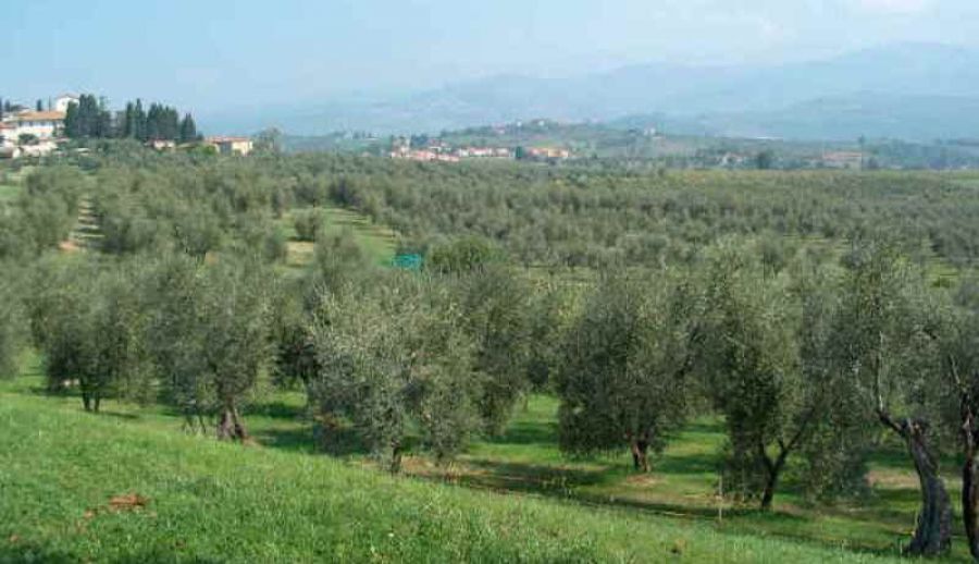 Città dell’Olio: al via il censimento dei paesaggi olivicoli che ambiscono ad entrare nel Registro Nazionale dei Paesaggi storici