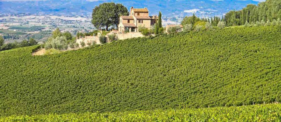 Vino Nobile a impatto zero: riduzione delle emissioni di CO2 e compensazione con le “buone pratiche”