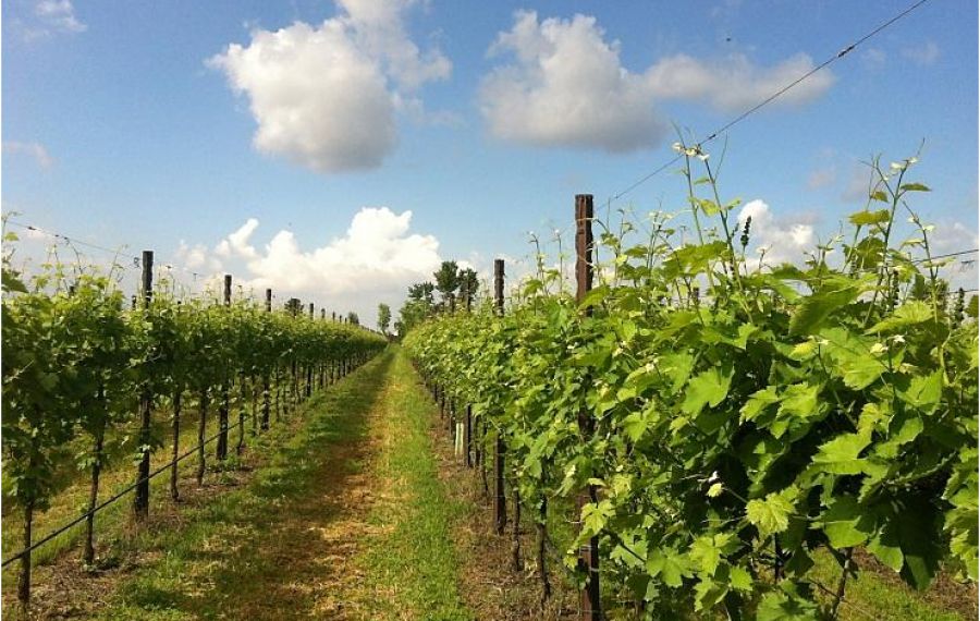 I consigli di CIFO: grappoli spargoli per uve sane e di elevata qualità