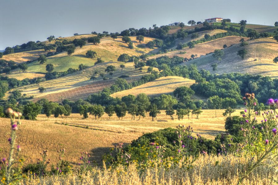 ArcheoVino: dalla vite silvestre al Morellino di Scansano