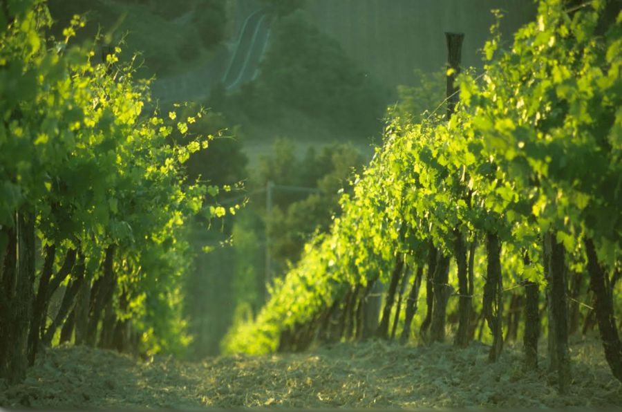 Il vino si degusta in Rocche, Parchi e Borghi medioevali