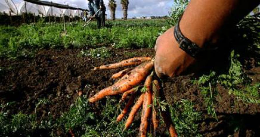 Approvata la legge sull’agricoltura sociale